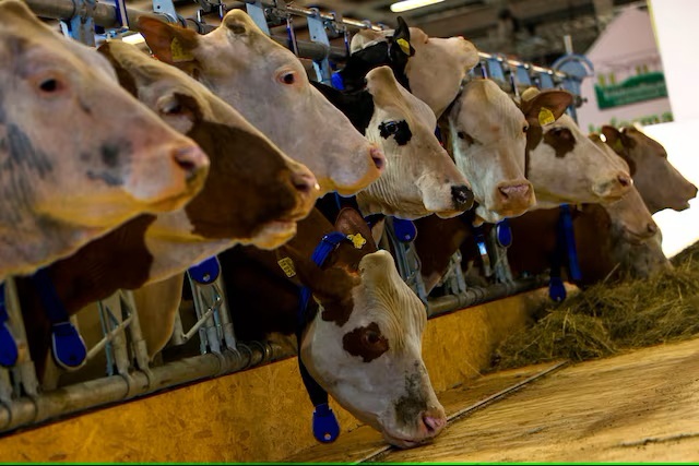 Germany confirms first case of foot-and-mouth disease in nearly 40 years