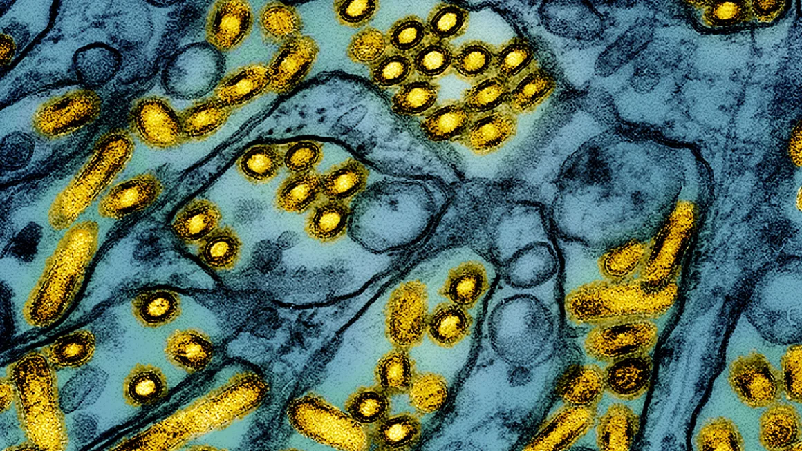 Is bird flu the next pandemic? What to know after the first H5N1 death in the US