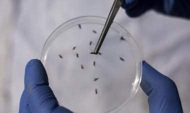 Georgia certified malaria-free by WHO