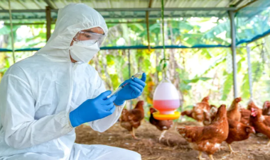 انخفاض مخاطر إنفلونزا الطيور على الصحة العامة العالمية