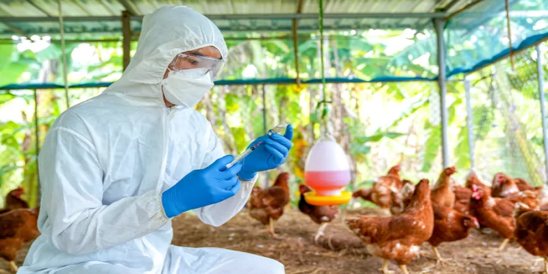 انخفاض مخاطر إنفلونزا الطيور على الصحة العامة العالمية