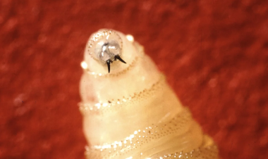 The U.S. confirms its first human case of New World screwworm. What is it?