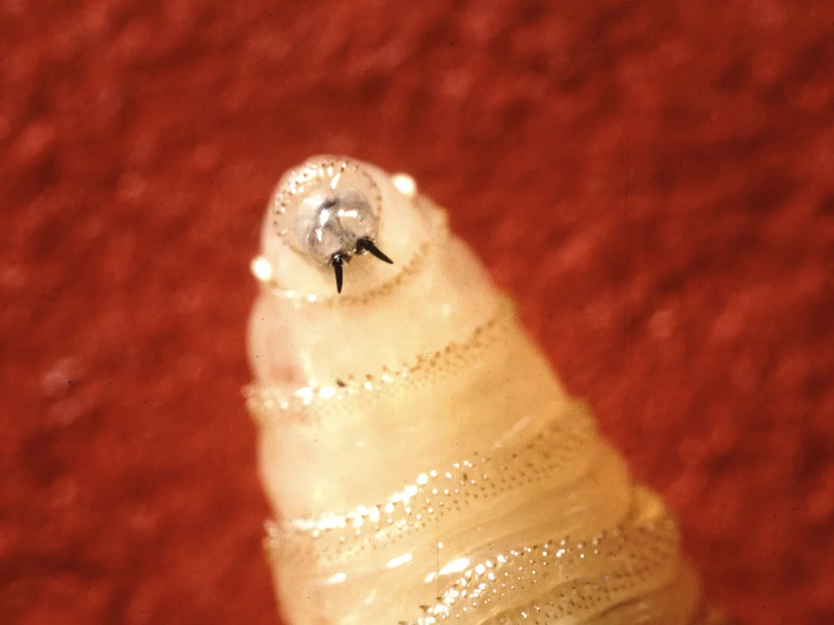 The U.S. confirms its first human case of New World screwworm. What is it?