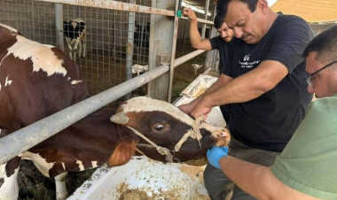 Hemorrhagic fever deaths in Iraq increase in 2025