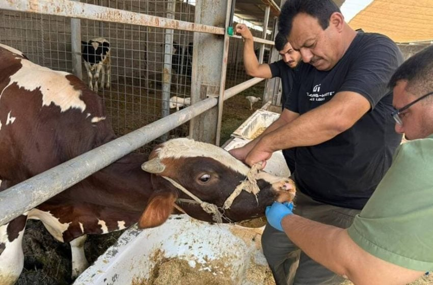 Hemorrhagic fever deaths in Iraq increase in 2025