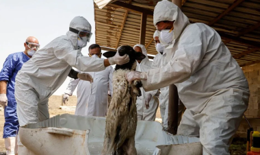 ارتفاع وفيات الحمى النزفية في العراق منذ مطلع العام