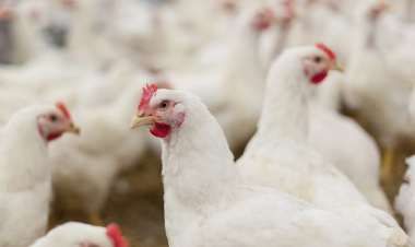 Iraq confirms outbreak of H5N1 strain of bird flu
