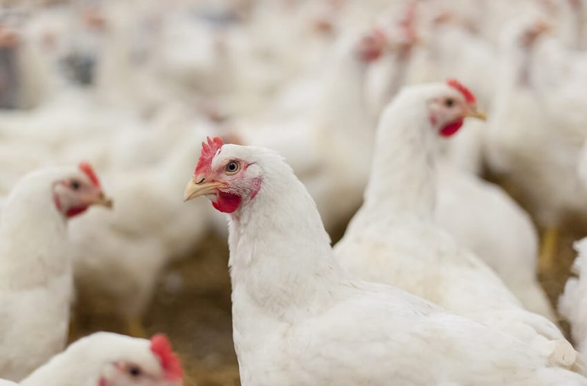 Iraq confirms outbreak of H5N1 strain of bird flu