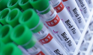 منظمة دولية: العراق يبلغ عن تفشٍ لسلالة H5N1 من إنفلونزا الطيور