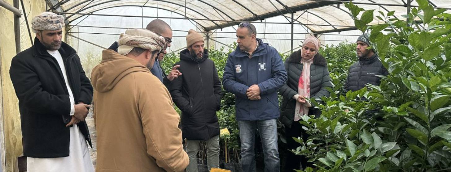 FAO supports Oman–Morocco knowledge exchange on citrus nursery certification and plant health systems