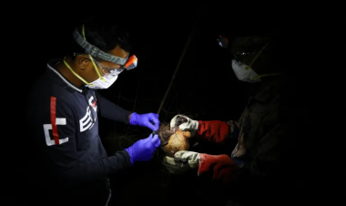 WHO says fatal case of Nipah virus confirmed in Bangladesh