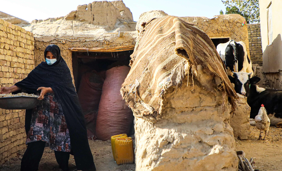 FAO, UNICEF and France join forces to strengthen food security and nutrition for earthquake-affected families in eastern Afghanistan