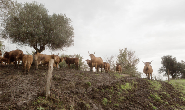 FAO calls for stronger prevention and global action as transboundary animal diseases spread across regions
