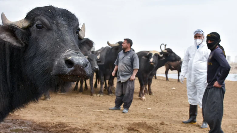 Hemorrhagic fever deaths rise to nine in Iraq