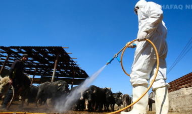 CCHF kills nine and infects 145 in Iraq