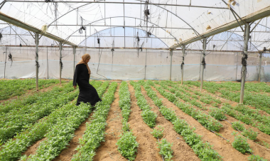 Gaza Strip’s agriculture and livestock sectors show early signs of recovery amid widespread destruction