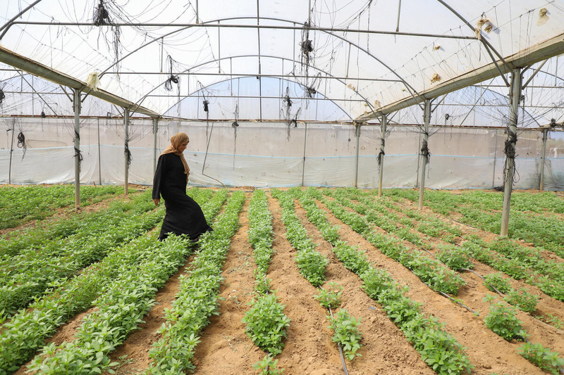 Gaza Strip’s agriculture and livestock sectors show early signs of recovery amid widespread destruction