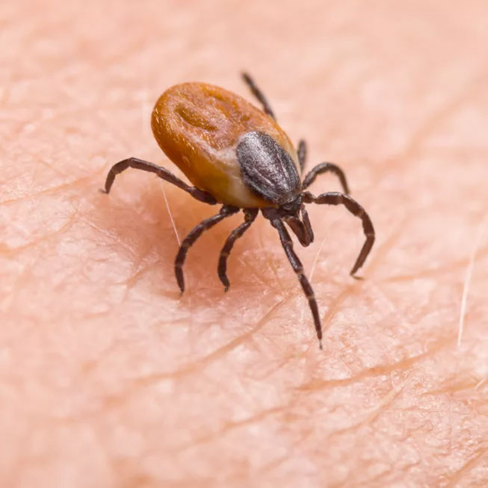 Japan Reports Rise in Tick-Borne SFTS Cases as Health Authorities Urge Vigilance