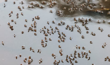 Bangladesh warns of dengue surge as weather aids spread