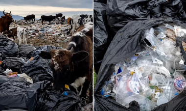 Cattle feeding on hospital waste expose risks at Iran landfill