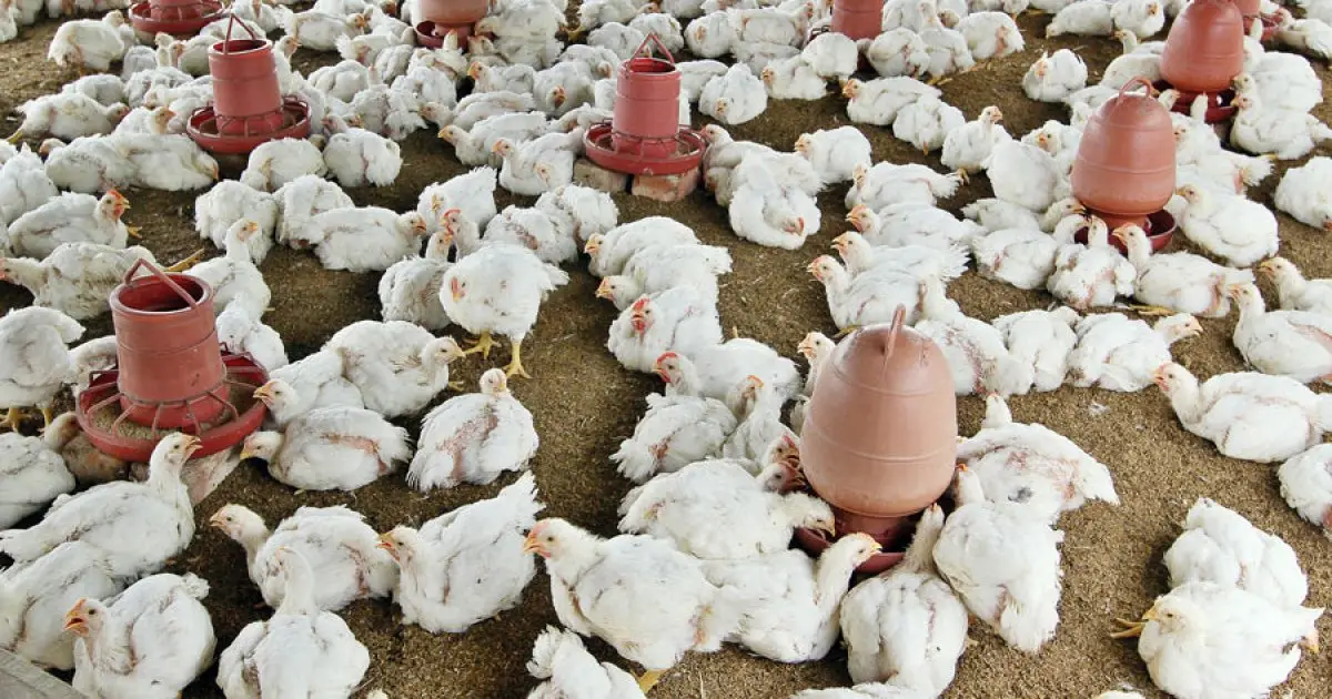 Assessment of the Impact of a One Health Approach-Based Training on Poultry Rearing and Farm Biosecurity Management in Bangladesh