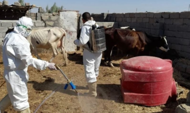 Iraq records 145 confirmed VHFs cases, 9 deaths since start of year: Ministry of Health