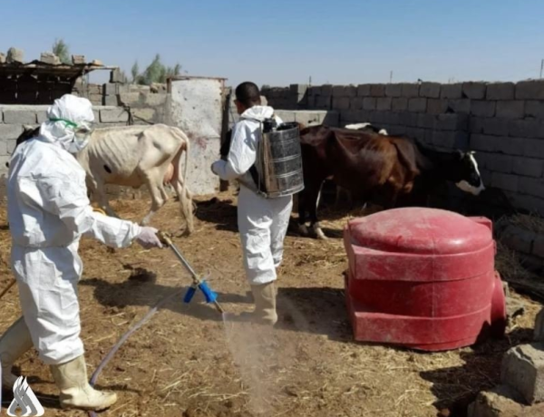 Iraq records 145 confirmed VHFs cases, 9 deaths since start of year: Ministry of Health