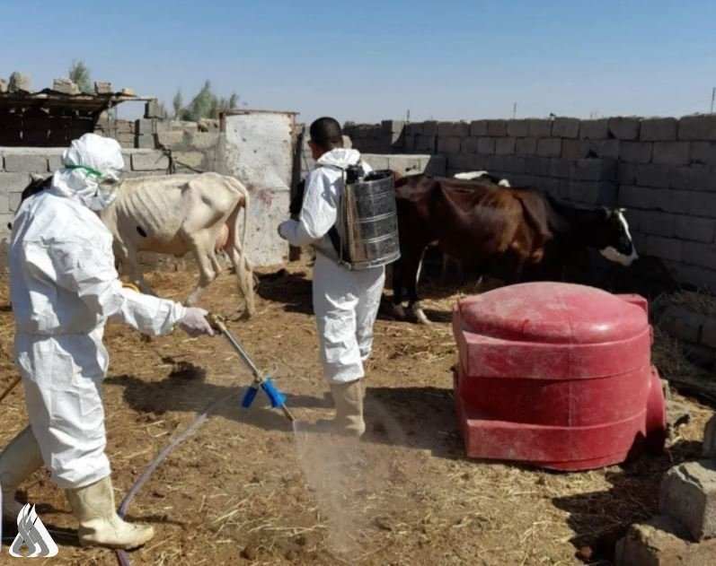 Iraq records 145 confirmed VHFs cases, 9 deaths since start of year: Ministry of Health