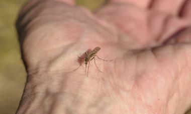 Over 1,000 Europeans infected by West Nile virus