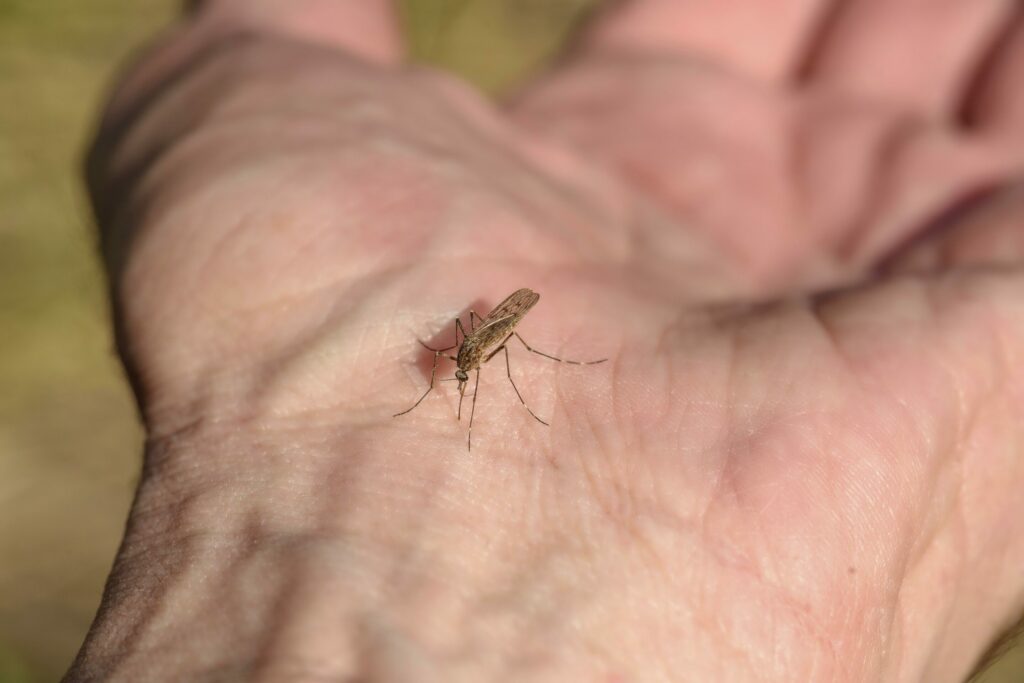 Over 1,000 Europeans infected by West Nile virus