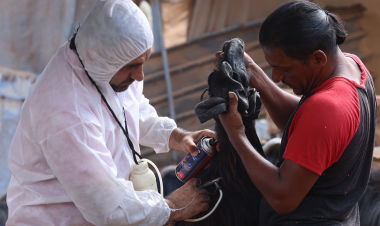 West Bank: Herders have received 3.3 million vaccine doses from FAO and Ministry of Agriculture to safeguard livestock and income
