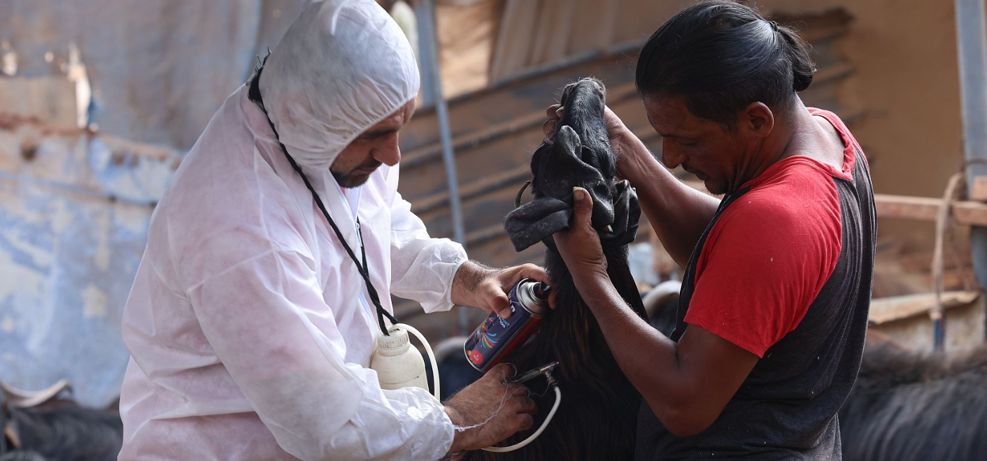West Bank: Herders have received 3.3 million vaccine doses from FAO and Ministry of Agriculture to safeguard livestock and income