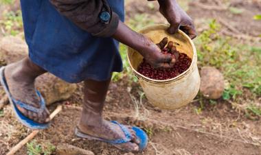 Africa tobacco growing increases despite global decline