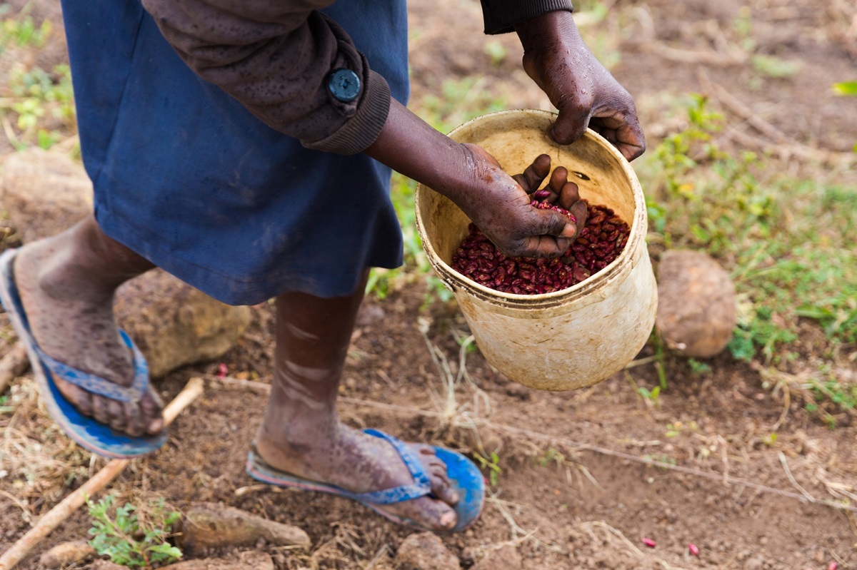 Africa tobacco growing increases despite global decline