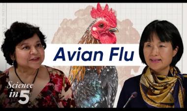 WHO’s Science in 5 -- Avian Influenza