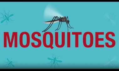 World Mosquito Day August 20th