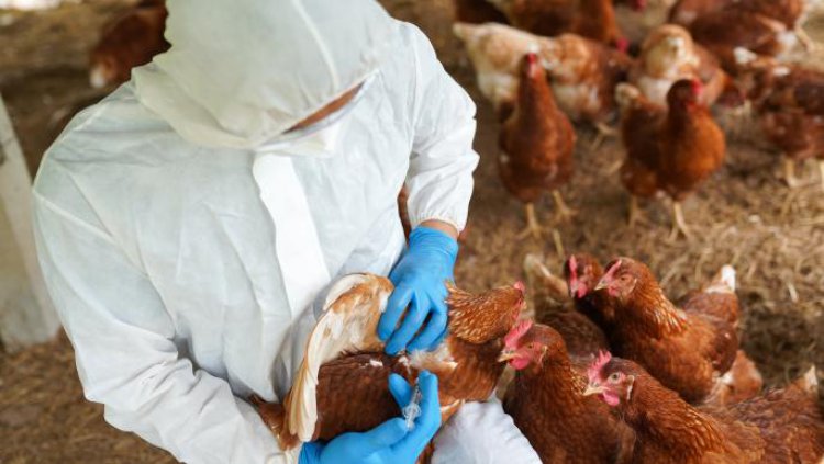 منظمة: ظهور سلالة من إنفلونزا الطيور في غينيا للمرة الأولى
