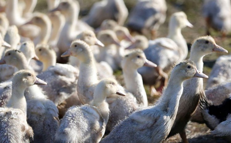 France lifts poultry farming curbs as bird flu crisis fades