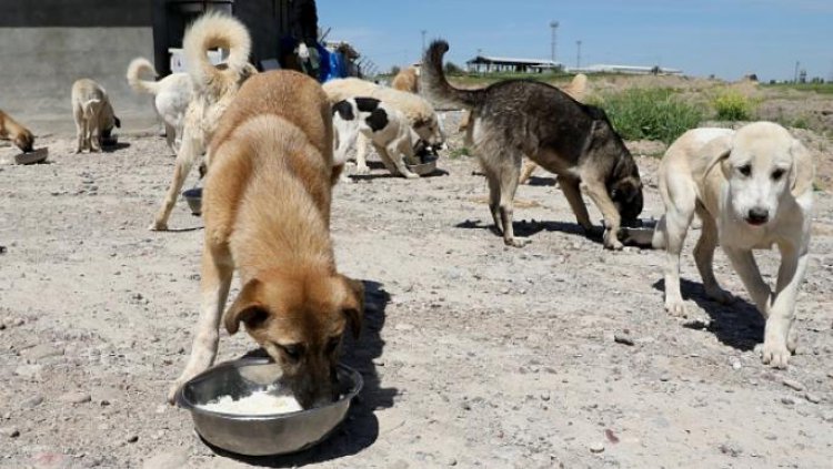 تحذيرات من الكلاب السائبة في مدن العراق: 150 ألفاً في بغداد وحدها