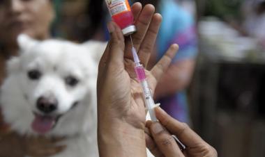 World Zoonosis Day | Indian Immunologicals launches nationwide anti-rabies vaccine drive