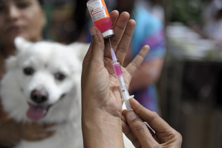 World Zoonosis Day | Indian Immunologicals launches nationwide anti-rabies vaccine drive