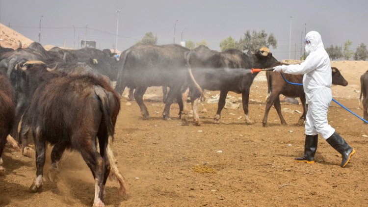 Health Ministry reveals hemorrhagic fever serious developments