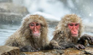 فيروس جدري القردة يصل غرينلاند