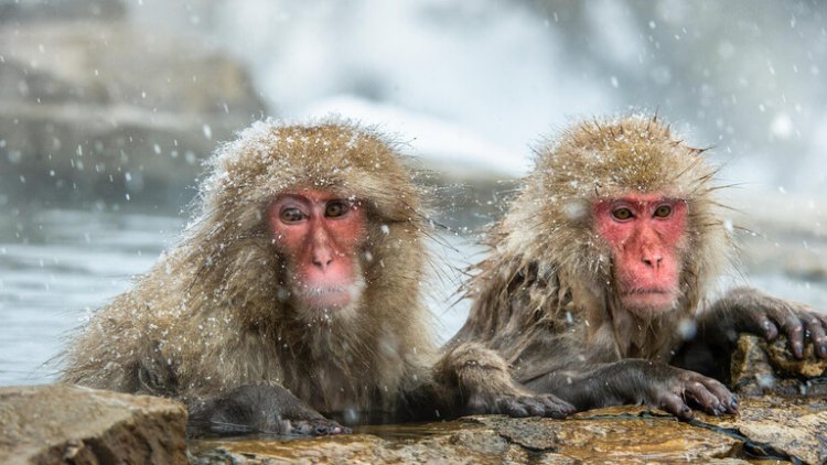 فيروس جدري القردة يصل غرينلاند