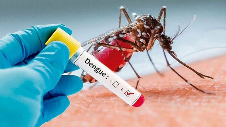 53 dengue patients hospitalized in 24 hrs