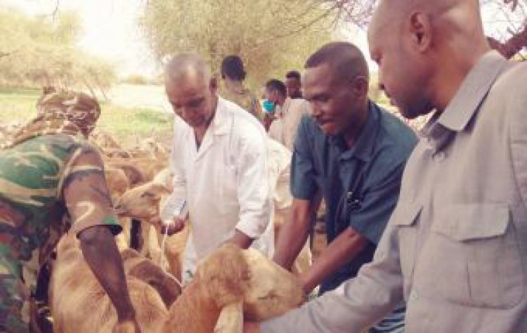 تطعيم 27 ألف من المواشي بمحليات شمال دارفور