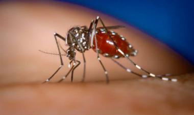 Anti-dengue, malaria fumigation started in Karachi