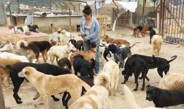 Health alert as Lebanon's stray dog problem fuels rabies fears