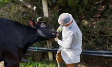 Strain of Foot and Mouth Disease in Tunisia Identified in Record Time with IAEA/FAO Support