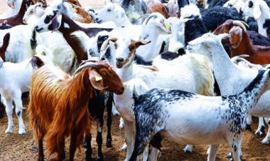 تحصين 2.1 مليون رأس ماشية ضد مرض الحمى القلاعية